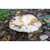 Мицелий Груздя настоящего / Груздь сырой (Lactarius resimus)